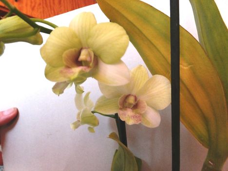 Orchidea 41