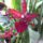 Orchidea_42_1913657_9865_t
