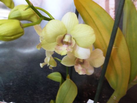 Orchidea 43