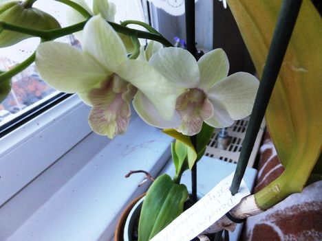 Orchidea 44