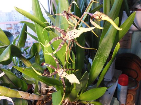 Orchidea 46