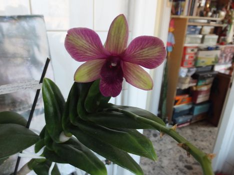 Orchidea 48