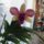 Orchidea_48_1913664_5797_t