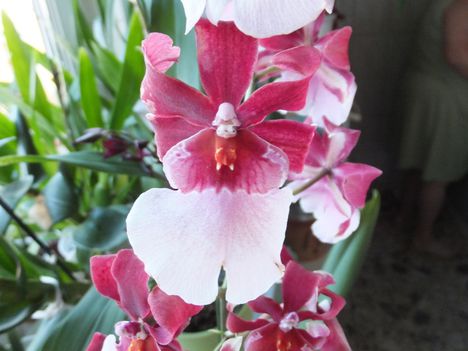 Orchidea 6
