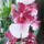Orchidea_6-001_1913621_8442_t