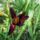 Viragok_28_1913440_7362_t