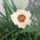 Viragok_30_1913442_8326_t
