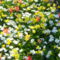 1202-a-keukenhof-10-04-15-12-05-48