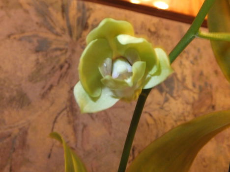 DSCF1868