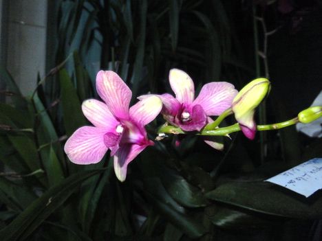 Orchidea 14