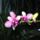 Orchidea_14-001_1915488_5496_t