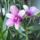 Orchidea_15-001_1915489_1115_t