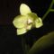 Orchidea 15