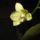 Orchidea_15_1915447_7134_t