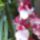 Orchidea_16-001_1915490_7873_t