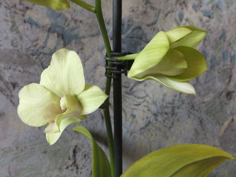Orchidea 17