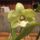Orchidea_18_1915450_6227_t