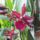 Orchidea_2-002_1915510_7531_t