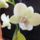 Orchidea_21-001_1915495_1572_t