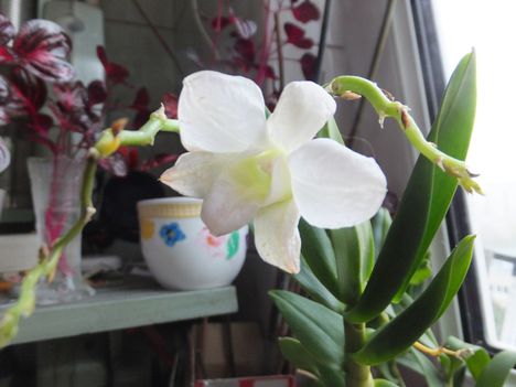 Orchidea 22