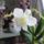 Orchidea_22_1915454_3741_t
