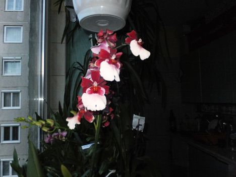 Orchidea 23