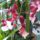 Orchidea_24-001_1915498_6698_t