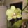 Orchidea_24_1915456_5113_t