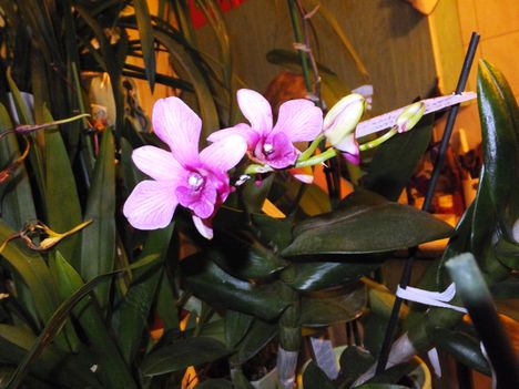 Orchidea 25
