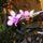 Orchidea_25-001_1915499_7634_t