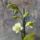 Orchidea_25_1915457_1801_t