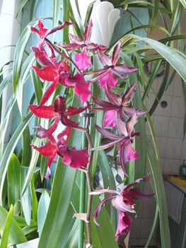 Orchidea 26