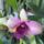 Orchidea_26_1915458_2203_t