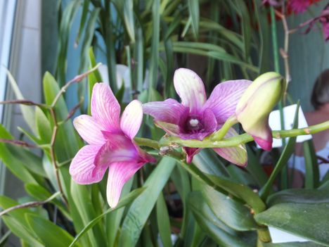 Orchidea 27