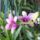 Orchidea_27-001_1915501_7319_t