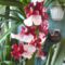 Orchidea 27
