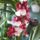 Orchidea_27_1915459_2945_t