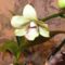 Orchidea 29