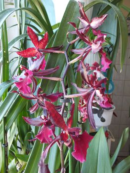 Orchidea 32