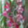 Orchidea_32-001_1915506_7992_t