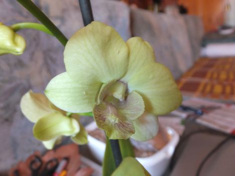 Orchidea 34
