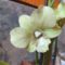 Orchidea 35