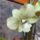 Orchidea_35_1915467_8726_t