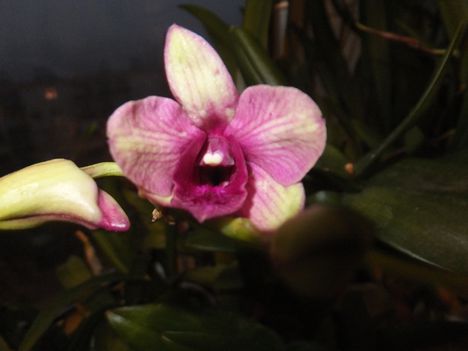 Orchidea 37