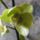 Orchidea_6_1915438_8072_t