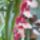 Orchidea_7-001_1915481_2321_t