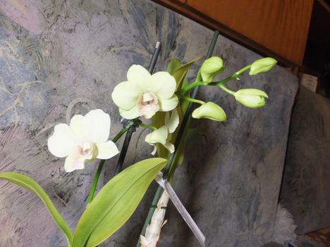 Orchidea 9