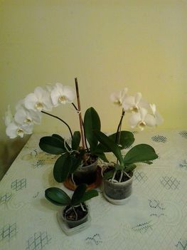 Mentett orchideám és gyerekei