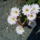 Dsc00093_1917019_8037_t