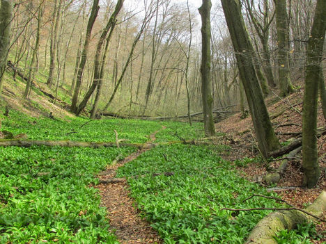 a Burok - völgyben